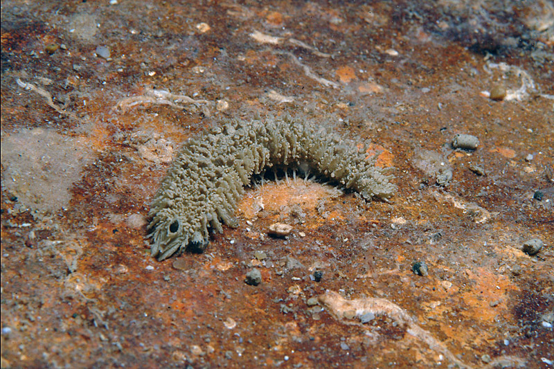 Flabelligera affinis